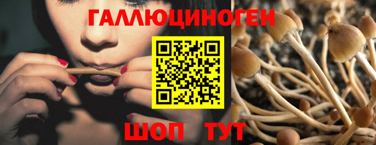 Галлюциногенные грибы прущие грибы Коряжма